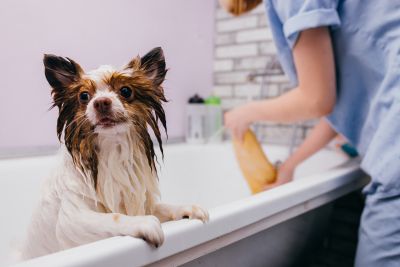 Pet Grooming and Pet Sitting Insurance in Scottsdale, AZ by Hutch Insurance Agency