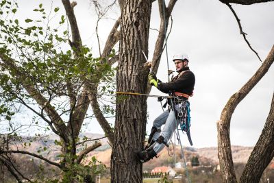 Tree Trimming Insurance in Scottsdale, AZ by Hutch Insurance Agency